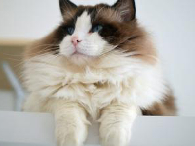 1472617145794440.jpg 布偶猫.jpg