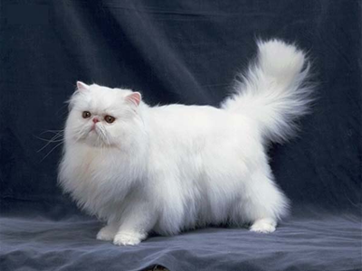 1479451502448554.png 波斯猫.png